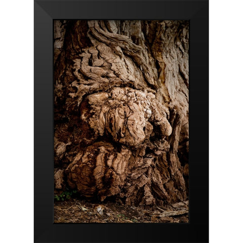 USA-Utah-Torrey Capitol Reef National Park-The Mail Tree-Fremont Cottonwood Black Modern Wood Framed Art Print by Friel, Bernard