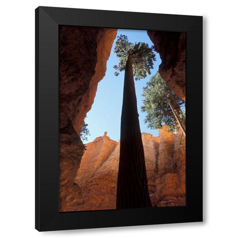 UT, Bryce Canyon Tall pine in Wall Street canyon Black Modern Wood Framed Art Print by Young, Bill