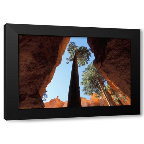 UT, Bryce Canyon Tall pine in Wall Street canyon Black Modern Wood Framed Art Print with Double Matting by Young, Bill