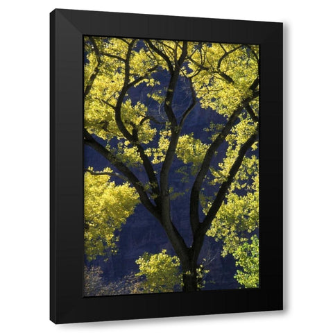 UT, Zion NP, Grotto Backlit cottonwood in autumn Black Modern Wood Framed Art Print with Double Matting by Young, Bill