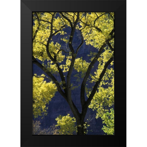 UT, Zion NP, Grotto Backlit cottonwood in autumn Black Modern Wood Framed Art Print by Young, Bill