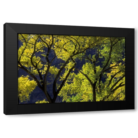 UT, Zion NP, Grotto Backlit cottonwood in autumn Black Modern Wood Framed Art Print by Young, Bill