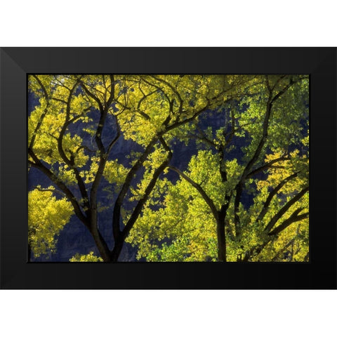 UT, Zion NP, Grotto Backlit cottonwood in autumn Black Modern Wood Framed Art Print by Young, Bill