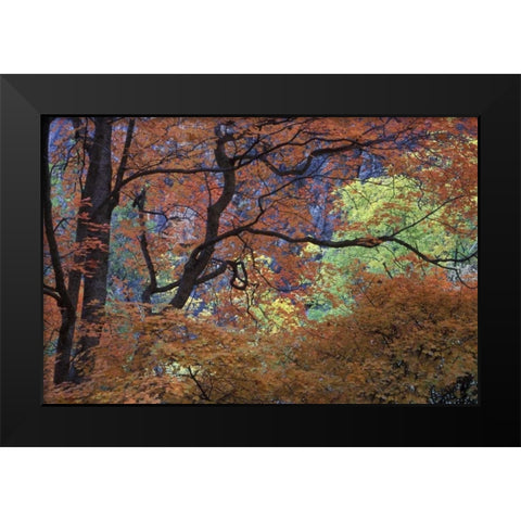 UT, Zion NP Maple tree with orange autumn leaves Black Modern Wood Framed Art Print by Young, Bill