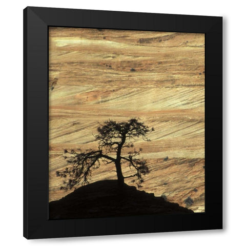 UT, Zion NP Pine tree silhouetted against rock Black Modern Wood Framed Art Print with Double Matting by Young, Bill