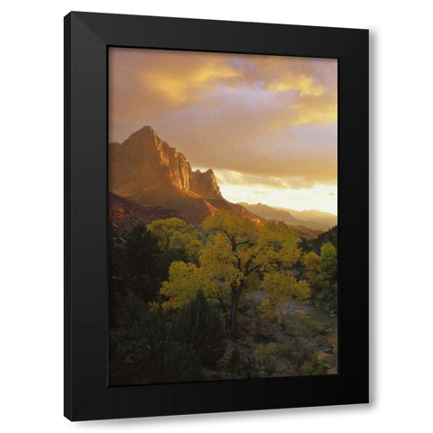 UT, Zion NP  Canyon landscape at sunset Black Modern Wood Framed Art Print by Young, Bill