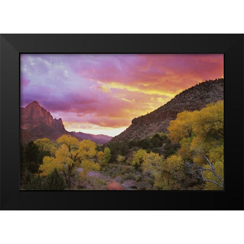 UT, Zion NP  Canyon landscape at sunset Black Modern Wood Framed Art Print by Young, Bill