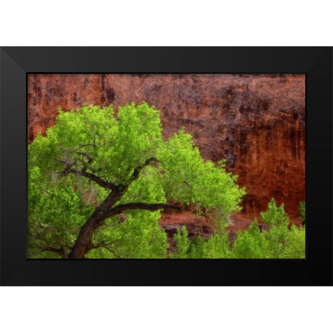 Utah, Arches NP Cottonwood tree against red rock Black Modern Wood Framed Art Print by Paulson, Don