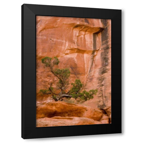 UT, Long Canyon A juniper tree against the cliff Black Modern Wood Framed Art Print by Paulson, Don
