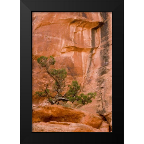 UT, Long Canyon A juniper tree against the cliff Black Modern Wood Framed Art Print by Paulson, Don