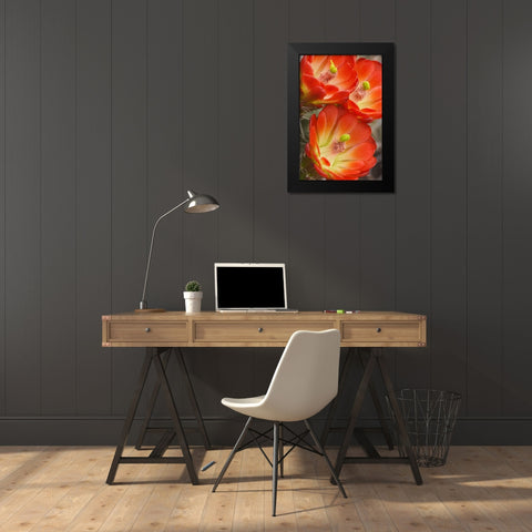 Utah, Canyonlands NP Detail of claret cup cactus Black Modern Wood Framed Art Print by Paulson, Don