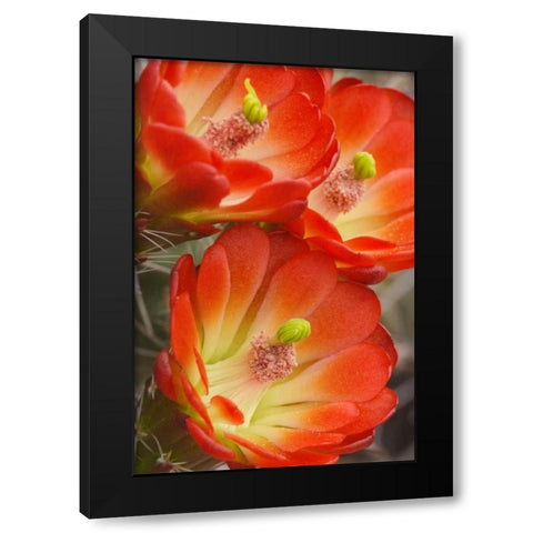 Utah, Canyonlands NP Detail of claret cup cactus Black Modern Wood Framed Art Print by Paulson, Don