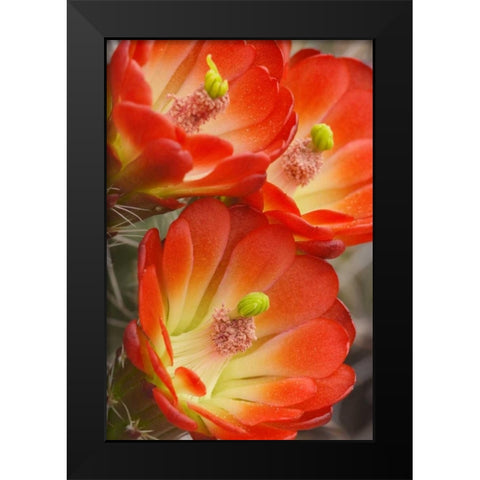 Utah, Canyonlands NP Detail of claret cup cactus Black Modern Wood Framed Art Print by Paulson, Don