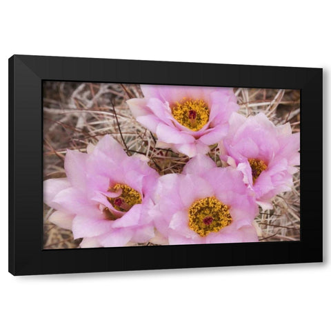 Utah, Canyonlands NP Hedgehog cactus flowers Black Modern Wood Framed Art Print with Double Matting by Paulson, Don