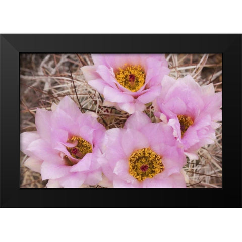 Utah, Canyonlands NP Hedgehog cactus flowers Black Modern Wood Framed Art Print by Paulson, Don