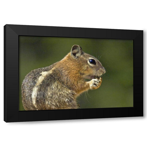 UT, Bryce Canyon Golden-mantled ground squirrel Black Modern Wood Framed Art Print with Double Matting by Welling, Dave