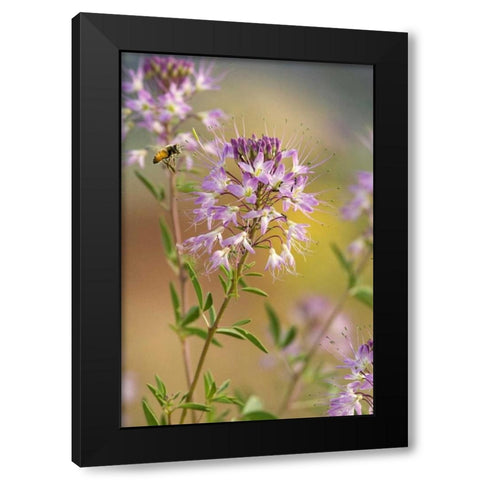 Utah Honey bee landing on mountain bee plant Black Modern Wood Framed Art Print with Double Matting by Welling, Dave