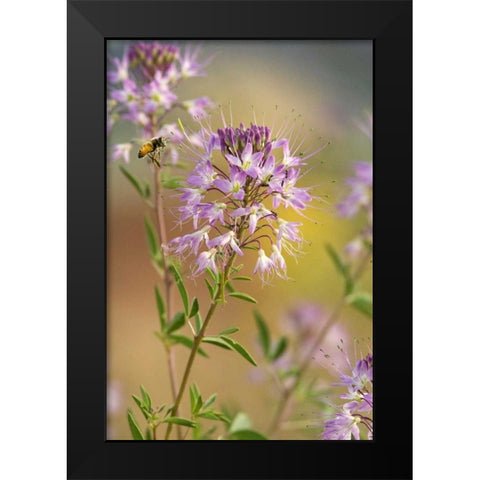 Utah Honey bee landing on mountain bee plant Black Modern Wood Framed Art Print by Welling, Dave