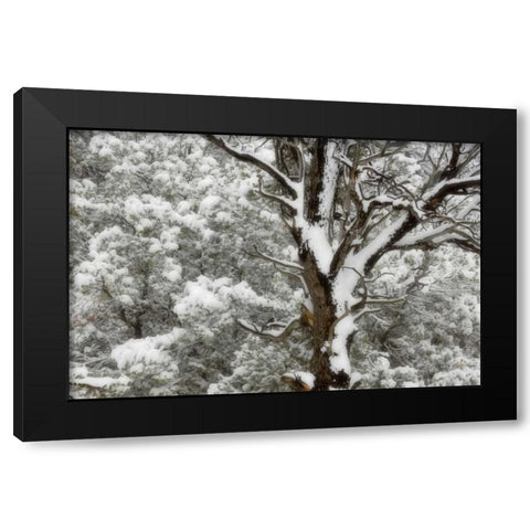 UT, Juniper and pines blanketed with fresh snow Black Modern Wood Framed Art Print by Paulson, Don