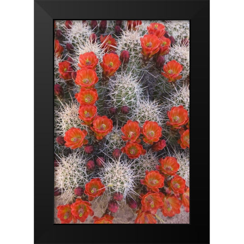 Utah, Canyonlands NP Claretcup cactus in bloom Black Modern Wood Framed Art Print by Paulson, Don