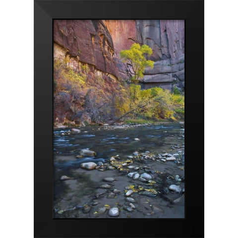 UT, Zion NP The Narrows with cottonwood trees Black Modern Wood Framed Art Print by Rotenberg, Nancy