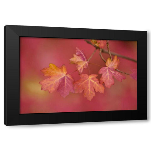 Utah, Zion NP Close-up of sawtooth maple branch Black Modern Wood Framed Art Print with Double Matting by Rotenberg, Nancy