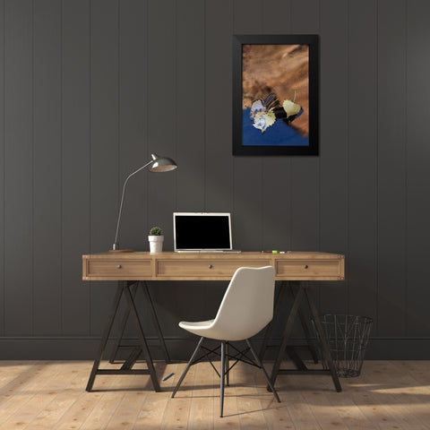 UT, Zion NP Cottonwood leaves in Pine Creek Black Modern Wood Framed Art Print by Rotenberg, Nancy