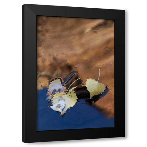 UT, Zion NP Cottonwood leaves in Pine Creek Black Modern Wood Framed Art Print with Double Matting by Rotenberg, Nancy