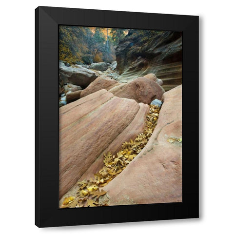 UT, Zion NP Canyon walls with fallen leaves Black Modern Wood Framed Art Print with Double Matting by Rotenberg, Nancy