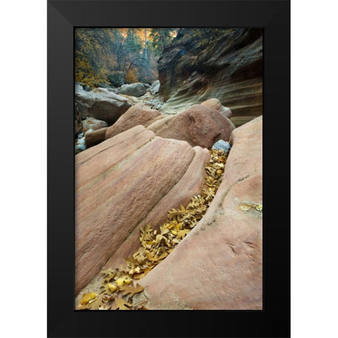 UT, Zion NP Canyon walls with fallen leaves Black Modern Wood Framed Art Print by Rotenberg, Nancy