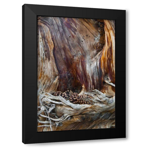 USA, Utah, Zion NP Trunk with fallen pine cones Black Modern Wood Framed Art Print by Rotenberg, Nancy