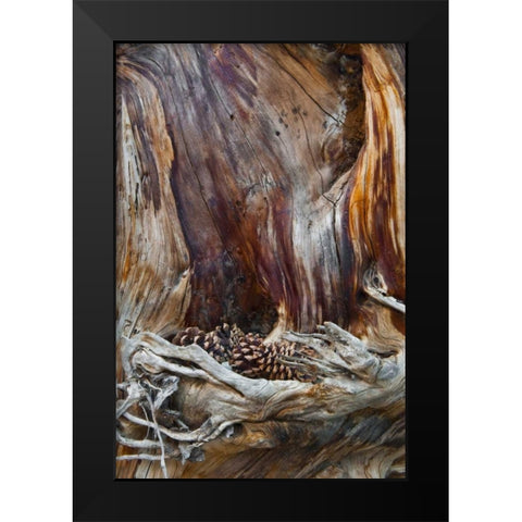USA, Utah, Zion NP Trunk with fallen pine cones Black Modern Wood Framed Art Print by Rotenberg, Nancy