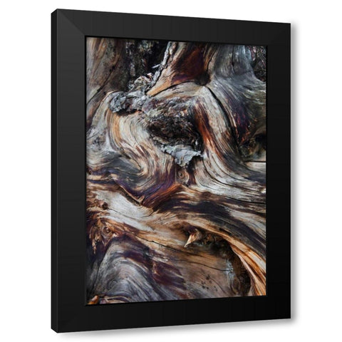 USA, Utah, Zion NP Gnarled dead tree stump Black Modern Wood Framed Art Print by Rotenberg, Nancy