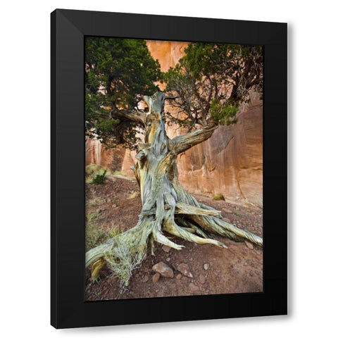 UT, Monument Valley Juniper tree in barren land Black Modern Wood Framed Art Print with Double Matting by Rotenberg, Nancy