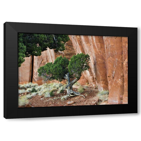 UT, Monument Valley Juniper in sandstone canyon Black Modern Wood Framed Art Print by Rotenberg, Nancy