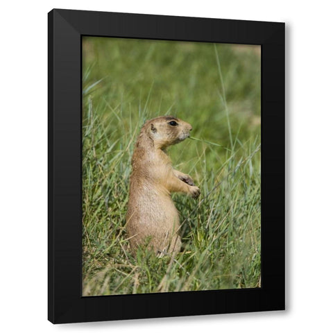 Utah, Bryce Canyon Utah prairie dog calling Black Modern Wood Framed Art Print by Welling, Dave