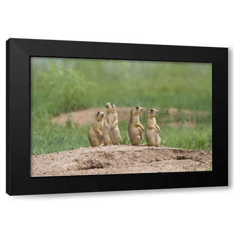 UT, Bryce Canyon Utah prairie dogs by den Black Modern Wood Framed Art Print with Double Matting by Welling, Dave