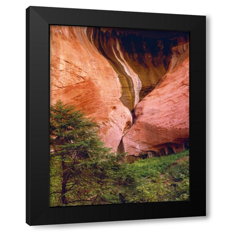 USA, Utah, Zion NP View of Double-Arch Alcove Black Modern Wood Framed Art Print with Double Matting by Flaherty, Dennis