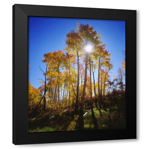 Utah, Fall colors of Aspen trees Black Modern Wood Framed Art Print with Double Matting by Talbot Frank, Christopher