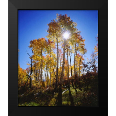 Utah, Fall colors of Aspen trees Black Modern Wood Framed Art Print by Talbot Frank, Christopher