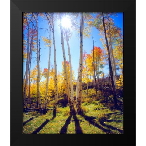 USA, Utah, Fall colors of Aspen trees Black Modern Wood Framed Art Print by Talbot Frank, Christopher