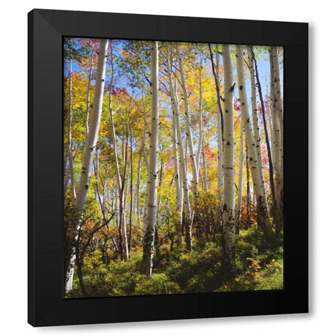 USA, Utah, Fall colors of Aspen trees Black Modern Wood Framed Art Print with Double Matting by Talbot Frank, Christopher