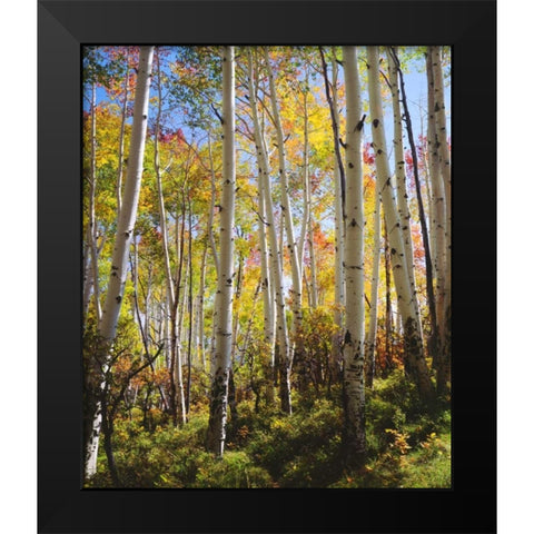 USA, Utah, Fall colors of Aspen trees Black Modern Wood Framed Art Print by Talbot Frank, Christopher