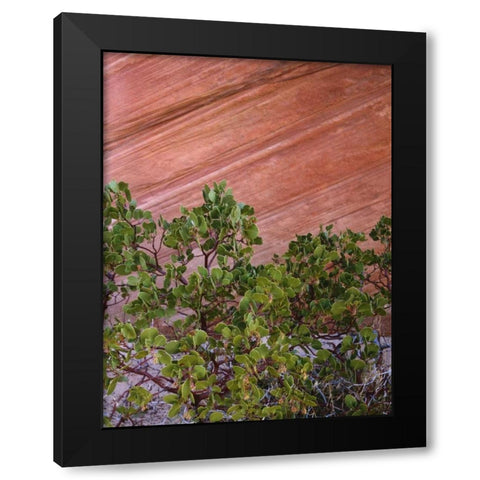 Utah, Zion NP Manzanita bush and sandstone wall Black Modern Wood Framed Art Print with Double Matting by Flaherty, Dennis