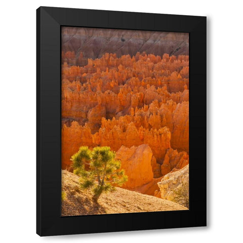 USA, Utah, Bryce Canyon NP Black Modern Wood Framed Art Print with Double Matting by Illg, Cathy and Gordon
