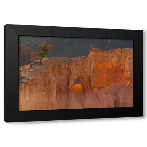 Utah, Bryce Canyon Tree in rock formation Black Modern Wood Framed Art Print with Double Matting by Illg, Cathy and Gordon