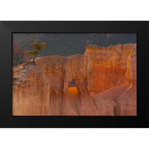 Utah, Bryce Canyon Tree in rock formation Black Modern Wood Framed Art Print by Illg, Cathy and Gordon