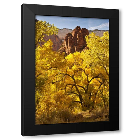 UT, Zion NP Autumn cottonwood and rock formation Black Modern Wood Framed Art Print with Double Matting by Illg, Cathy and Gordon