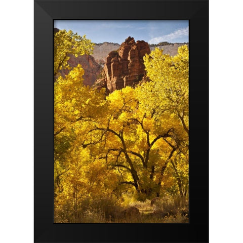 UT, Zion NP Autumn cottonwood and rock formation Black Modern Wood Framed Art Print by Illg, Cathy and Gordon
