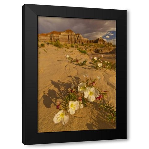 UT, Grand Staircase Escalante NM Delert Flowers Black Modern Wood Framed Art Print with Double Matting by Illg, Cathy and Gordon